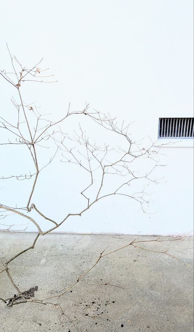 珠玉。山採りドウダンツツジ。