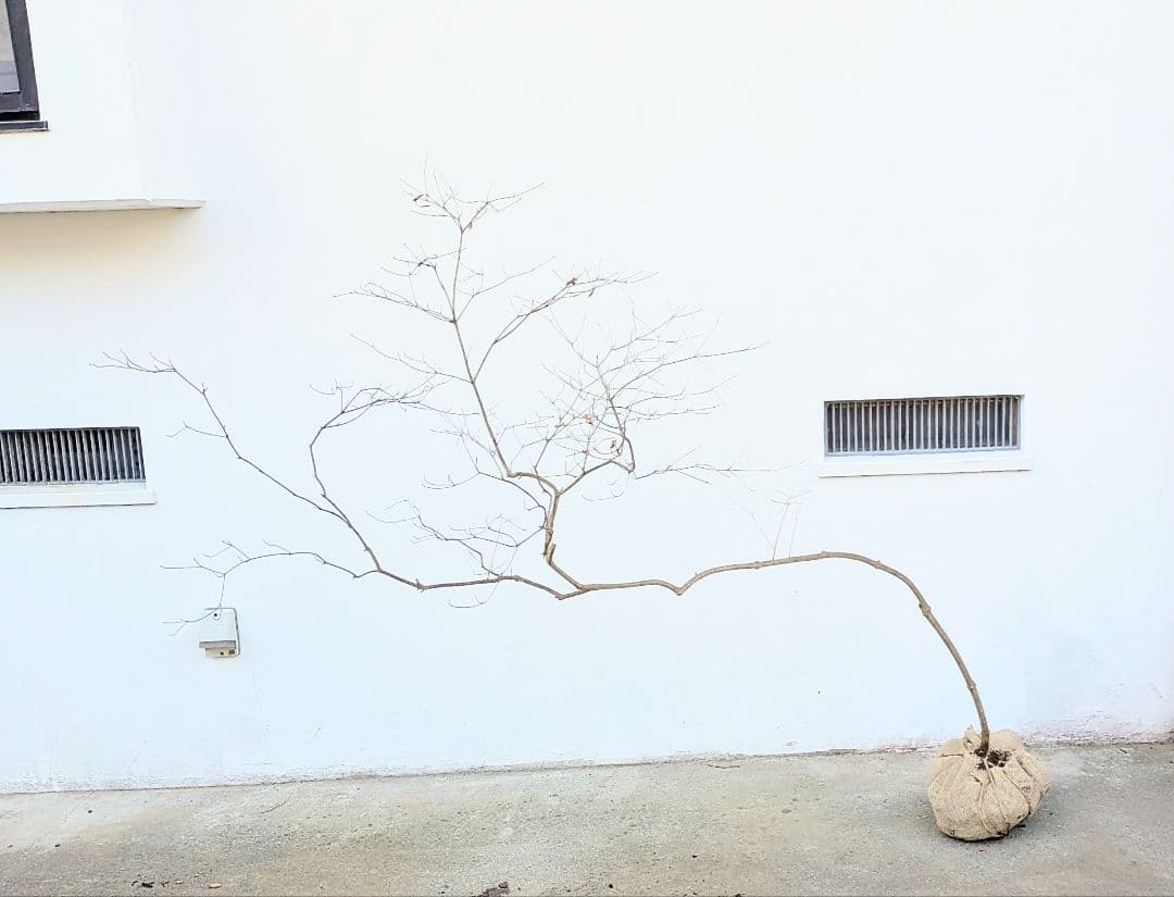 珠玉。山採りドウダンツツジ。