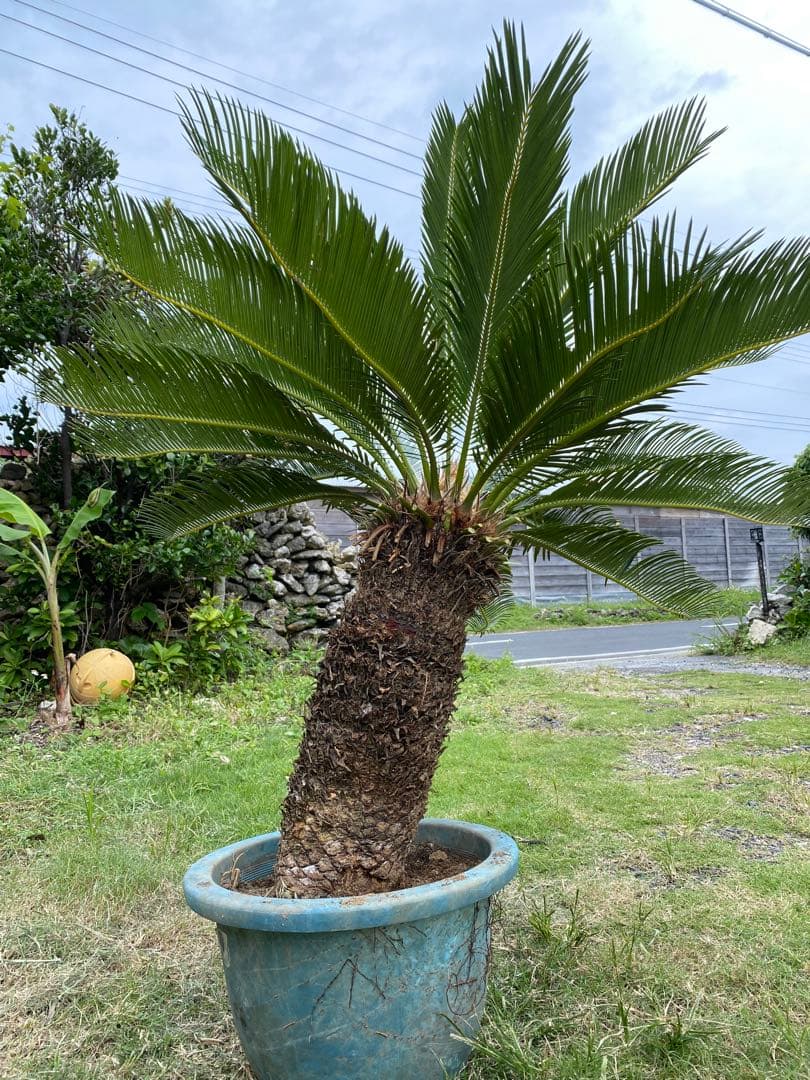 幹高55㎝⭐️【庭を美しく彩る!!】⭐️美しい大型ソテツ　蘇鉄【存在感の強い南国植物