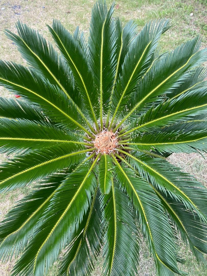 幹高55㎝⭐️【庭を美しく彩る!!】⭐️美しい大型ソテツ　蘇鉄【存在感の強い南国植物