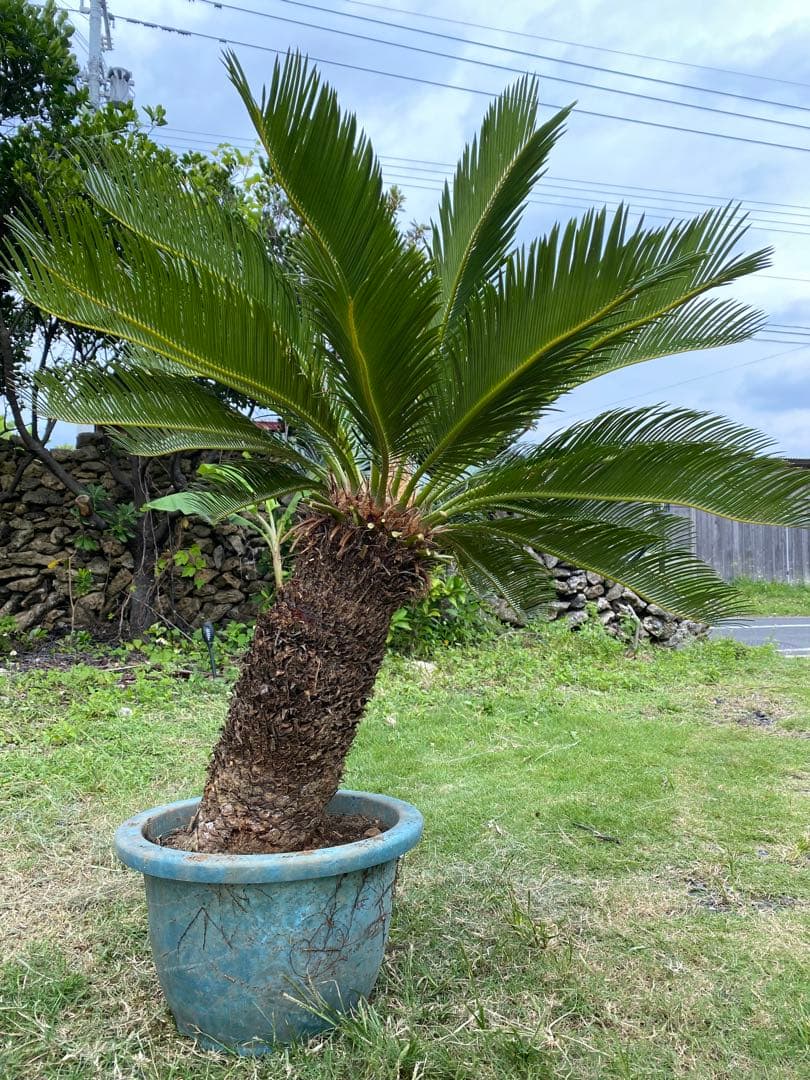 幹高55㎝⭐️【庭を美しく彩る!!】⭐️美しい大型ソテツ　蘇鉄【存在感の強い南国植物
