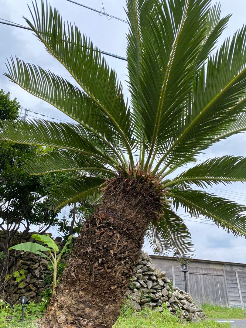 幹高55㎝⭐️【庭を美しく彩る!!】⭐️美しい大型ソテツ　蘇鉄【存在感の強い南国植物