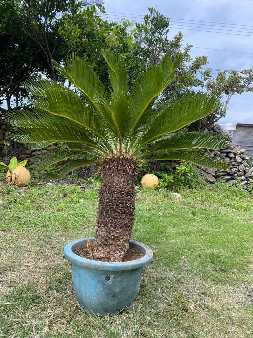 幹高55㎝⭐️【庭を美しく彩る!!】⭐️美しい大型ソテツ　蘇鉄【存在感の強い南国植物