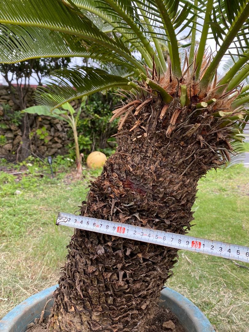 幹高55㎝⭐️【庭を美しく彩る!!】⭐️美しい大型ソテツ　蘇鉄【存在感の強い南国植物