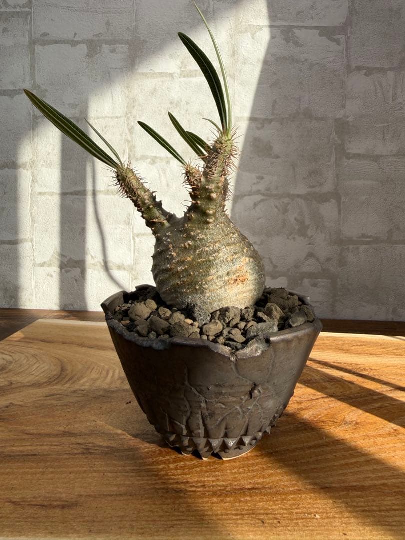 パキポディウム　グラキリス　発根済み　良株