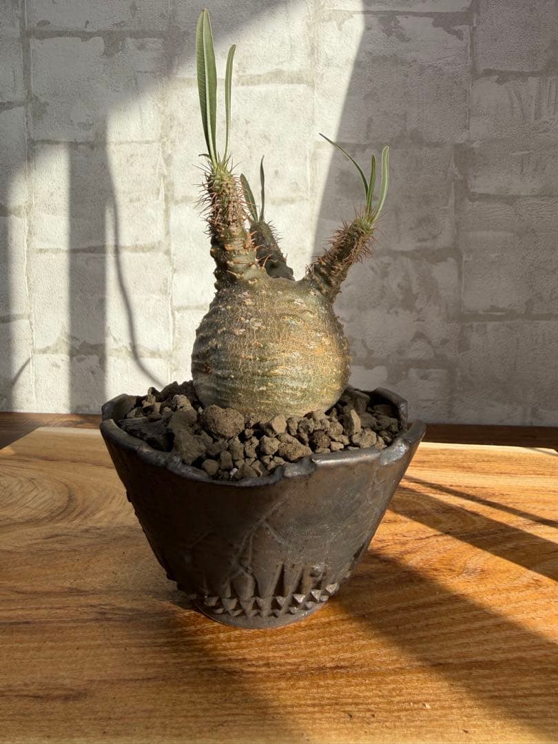 パキポディウム　グラキリス　発根済み　良株