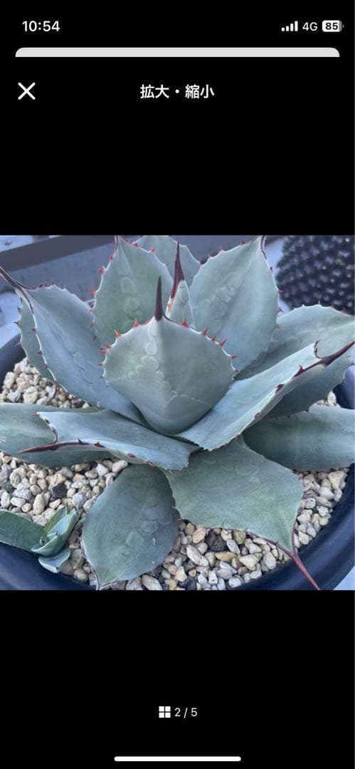 アガベ　　子株２つ付き　吉祥天　ホーチエンシス　アガベ