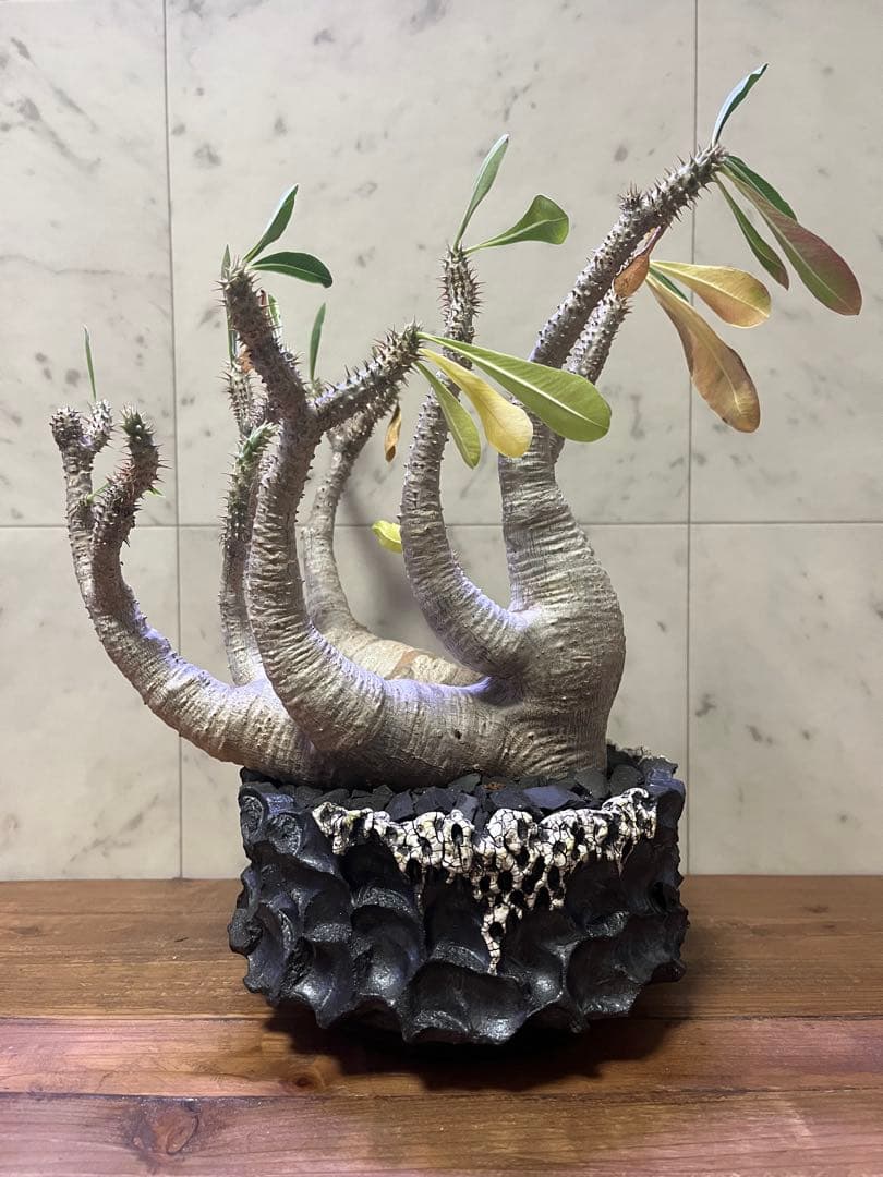 超特選株 パキポディウム マカイエンセ