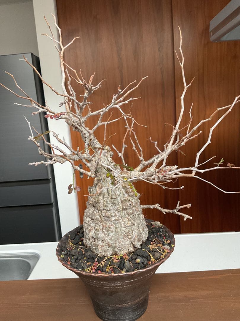 オペルクリカリアパキプス　鉢付き　塊根部約11センチ　落葉、休眠済　現地球