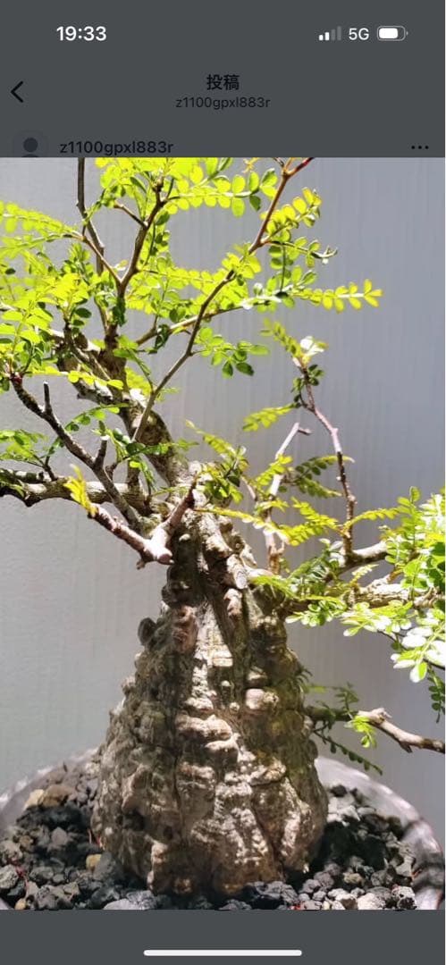 オペルクリカリアパキプス　鉢付き　塊根部約11センチ　落葉、休眠済　現地球