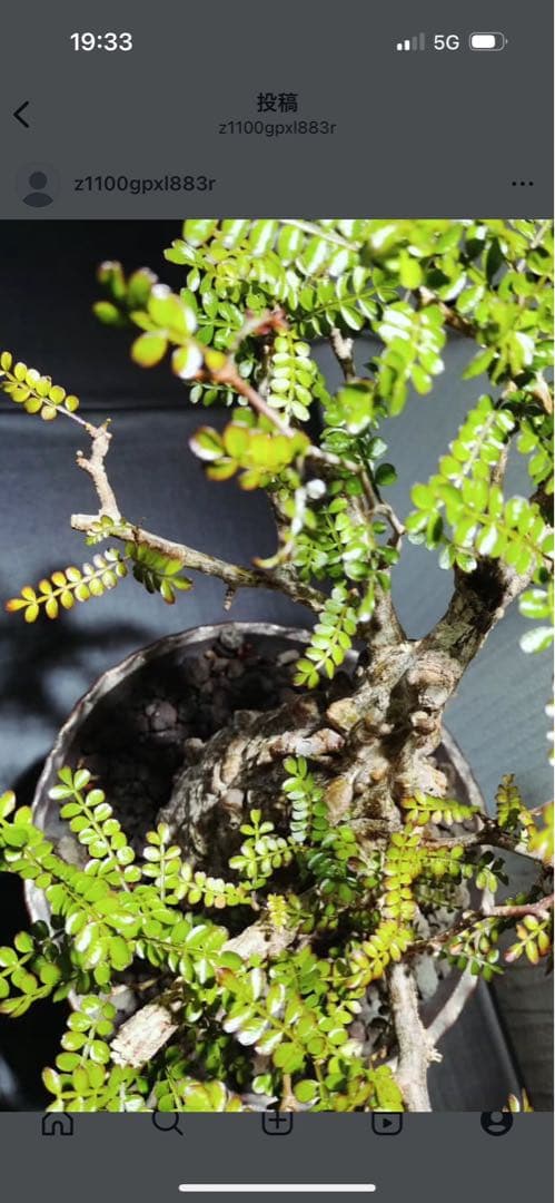 オペルクリカリアパキプス　鉢付き　塊根部約11センチ　落葉、休眠済　現地球