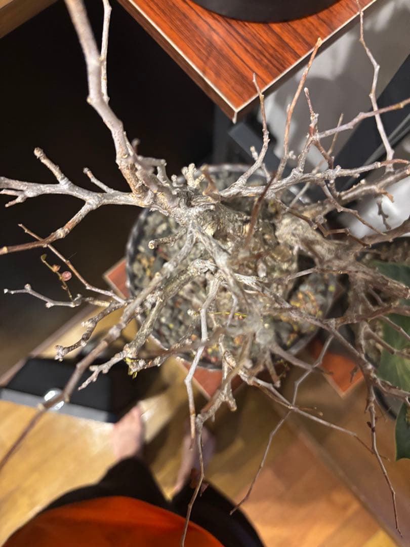 オペルクリカリアパキプス　鉢付き　塊根部約11センチ　落葉、休眠済　現地球