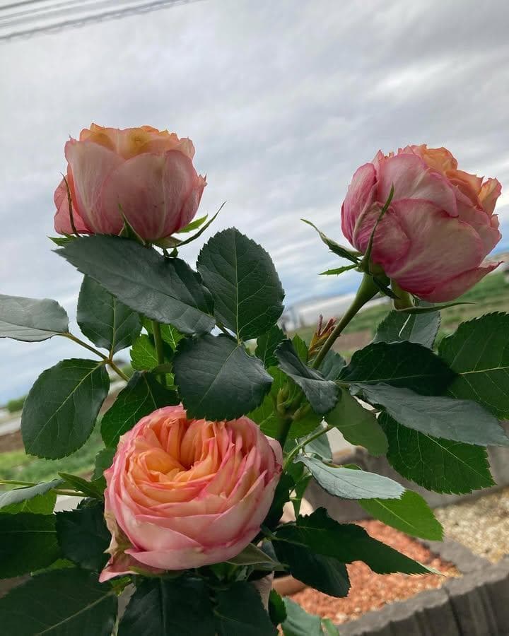 バラ苗　１年苗　調整中　余剰1苗