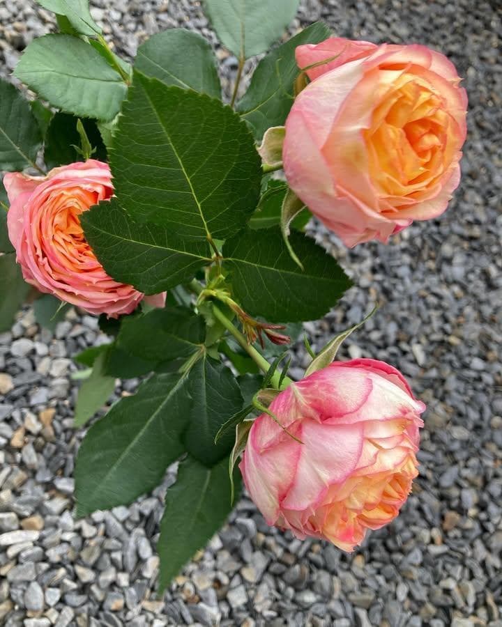 バラ苗　１年苗　調整中　余剰1苗