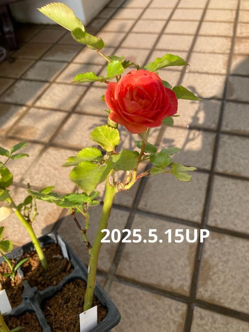 バラ苗　１年苗　調整中　余剰1苗