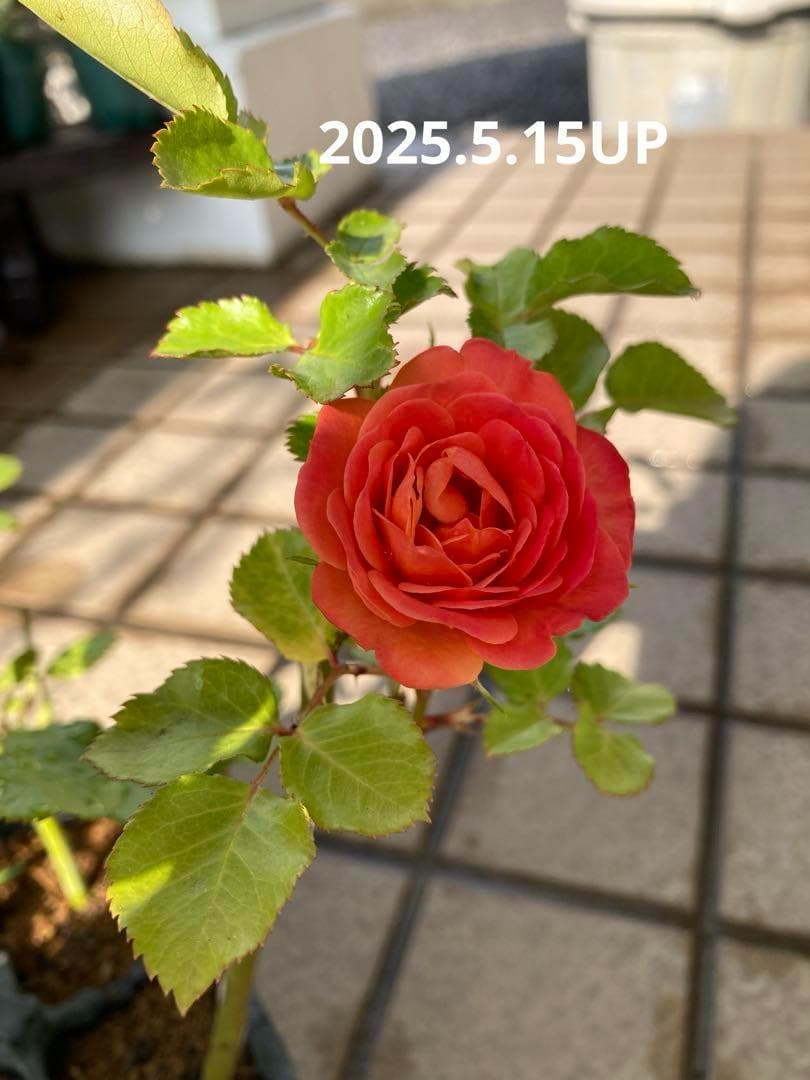 バラ苗　１年苗　調整中　余剰1苗