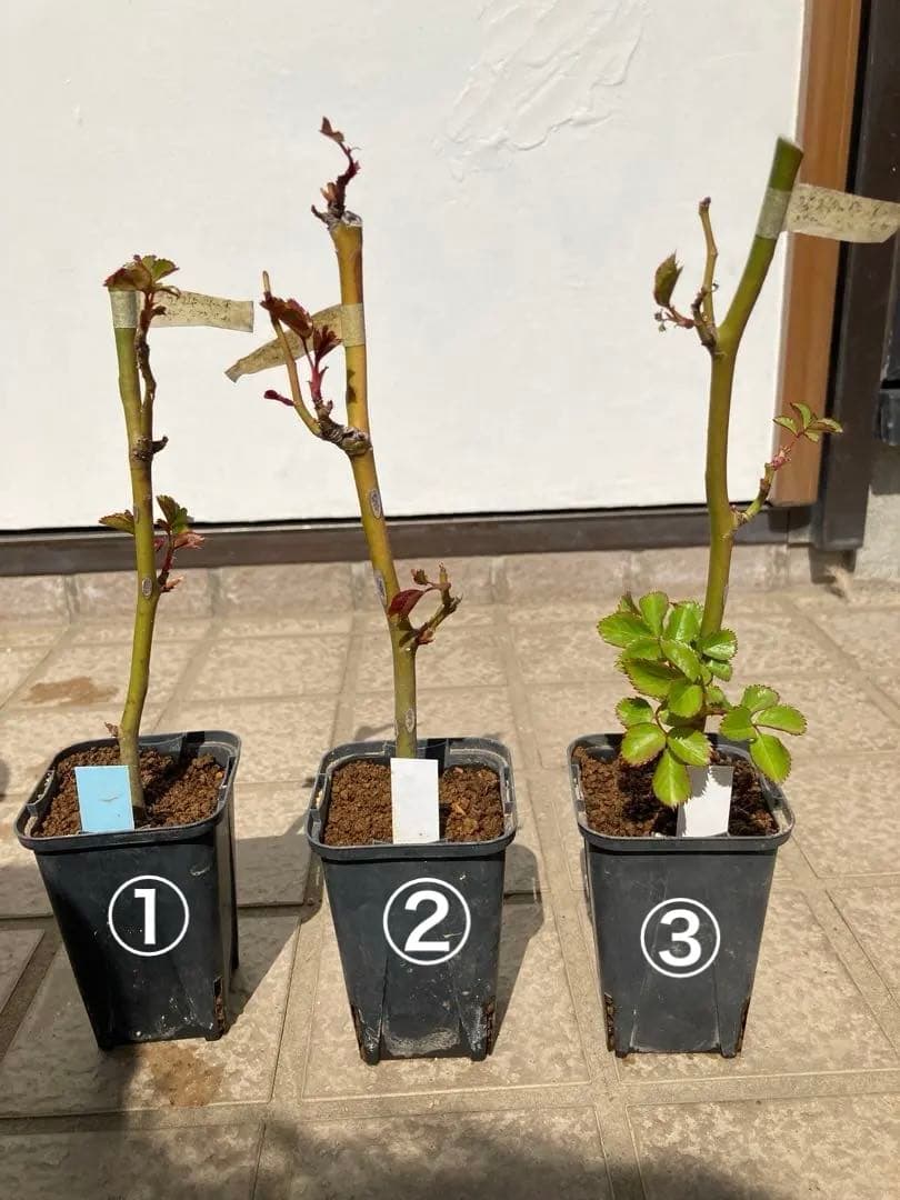 バラ苗　１年苗　調整中　余剰1苗