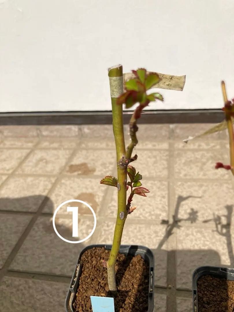 バラ苗　１年苗　調整中　余剰1苗