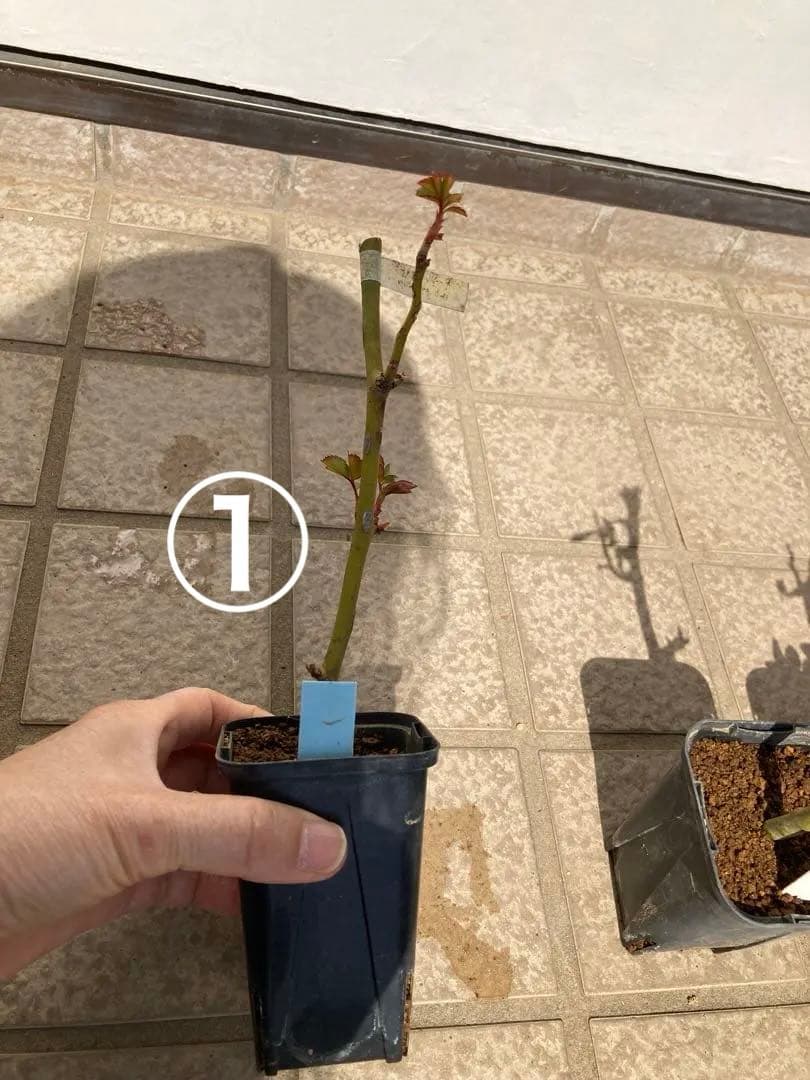 バラ苗　１年苗　調整中　余剰1苗