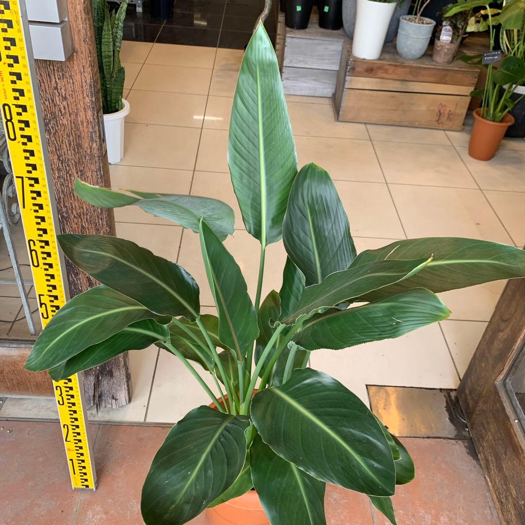 ストレリチア レギネ 8号