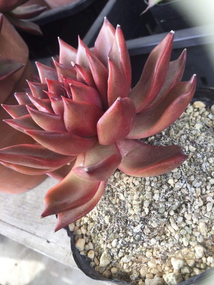 多肉植物　アガボイデス　ルブラ