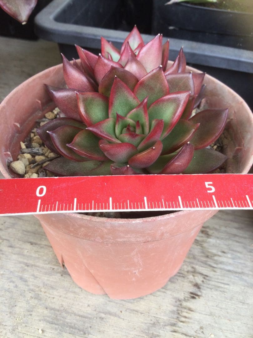 多肉植物　アガボイデス　ルブラ