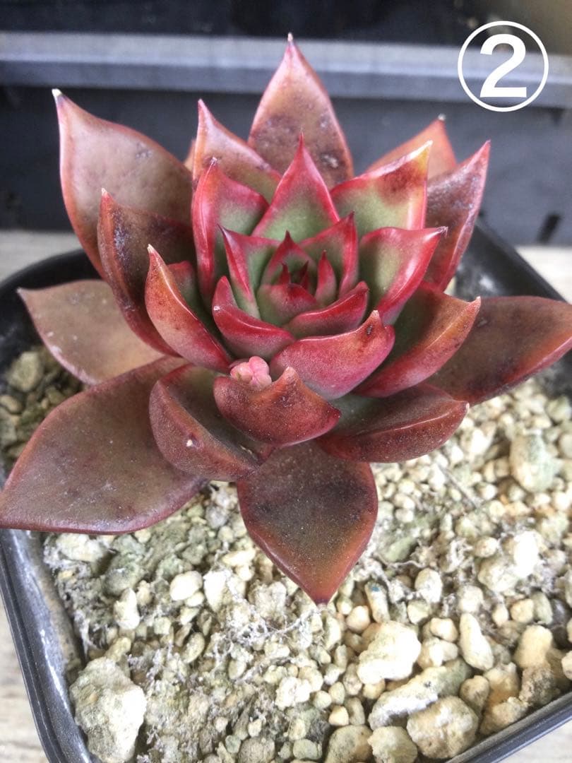 多肉植物　アガボイデス　ルブラ