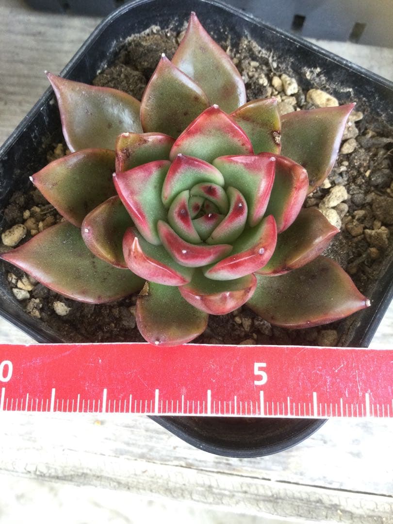 多肉植物　アガボイデス　ルブラ