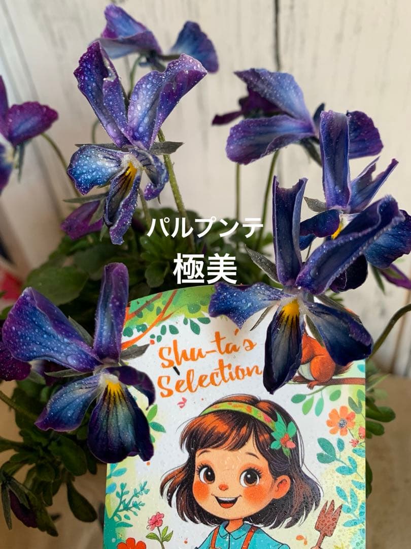 ⚠️専用ページ⚠️ パルプンテ　極美苗