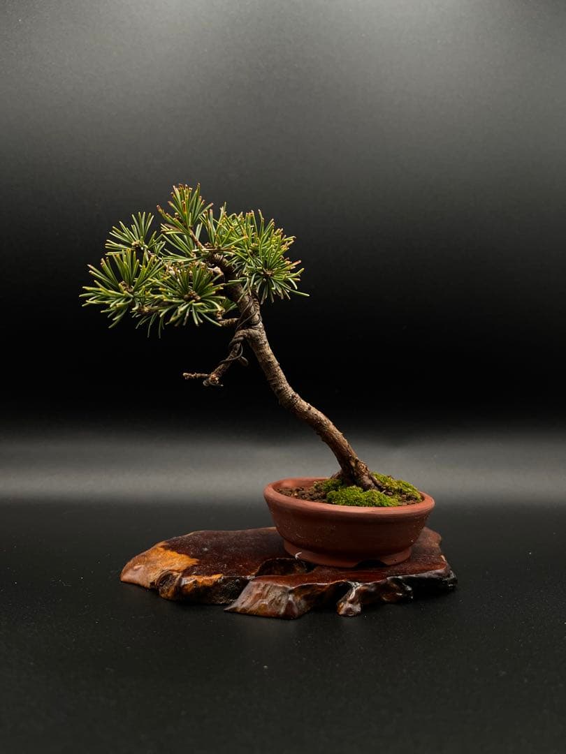 吾妻五葉松のミニ盆栽 A