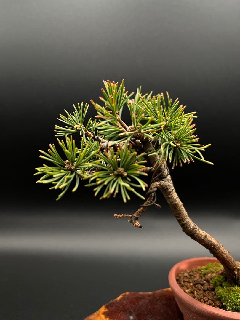 吾妻五葉松のミニ盆栽 A