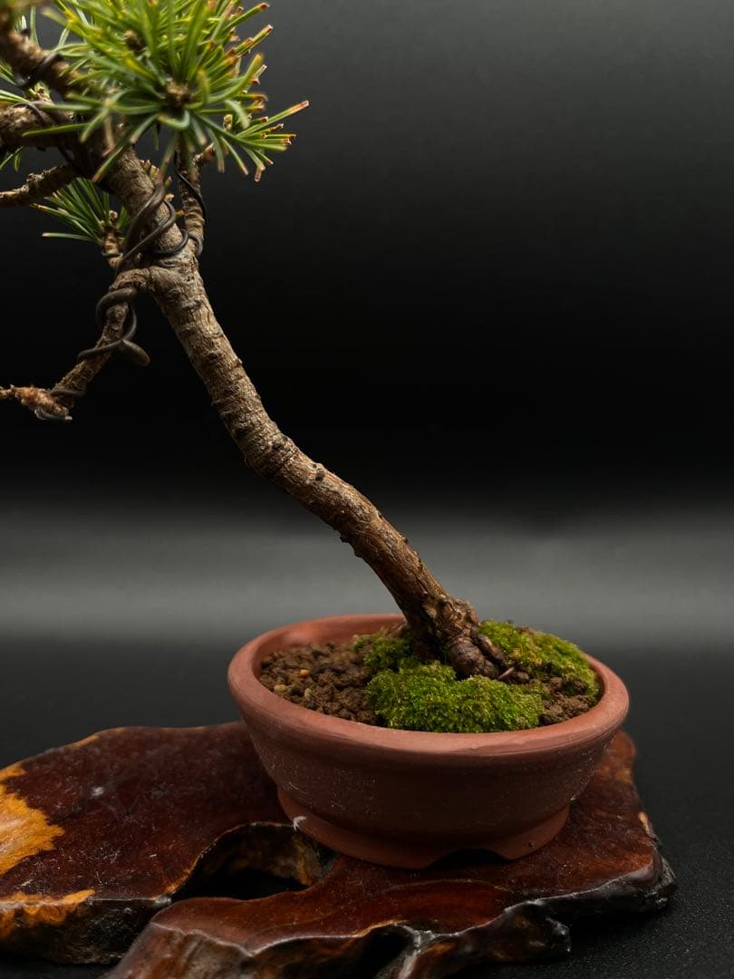 吾妻五葉松のミニ盆栽 A