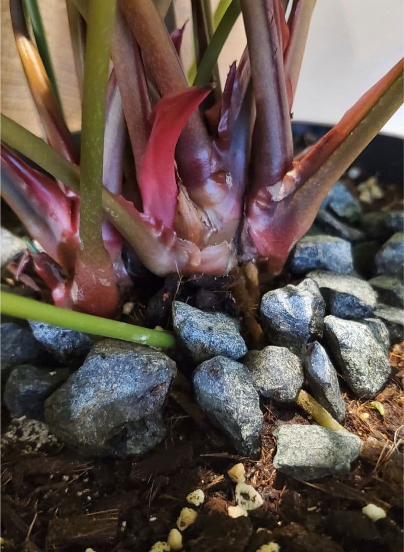 ぐんぐん岩 (ハロウィンSEAL)1㎏業務用 通常12,000円➡️8,000円