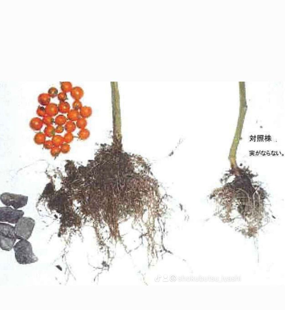 ぐんぐん岩 (ハロウィンSEAL)1㎏業務用 通常12,000円➡️8,000円