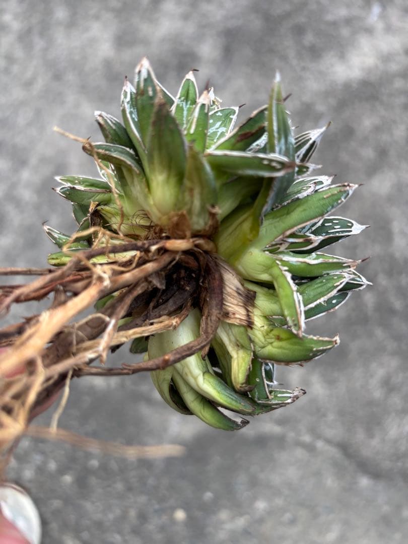 アガベ　姫笹の雪　矮性　選抜株　子株10個付