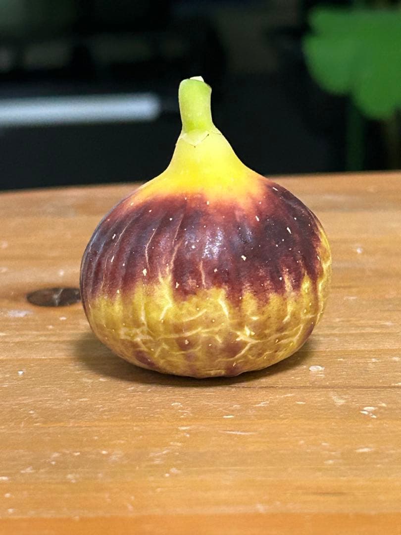 いちじく苗木　DSJG