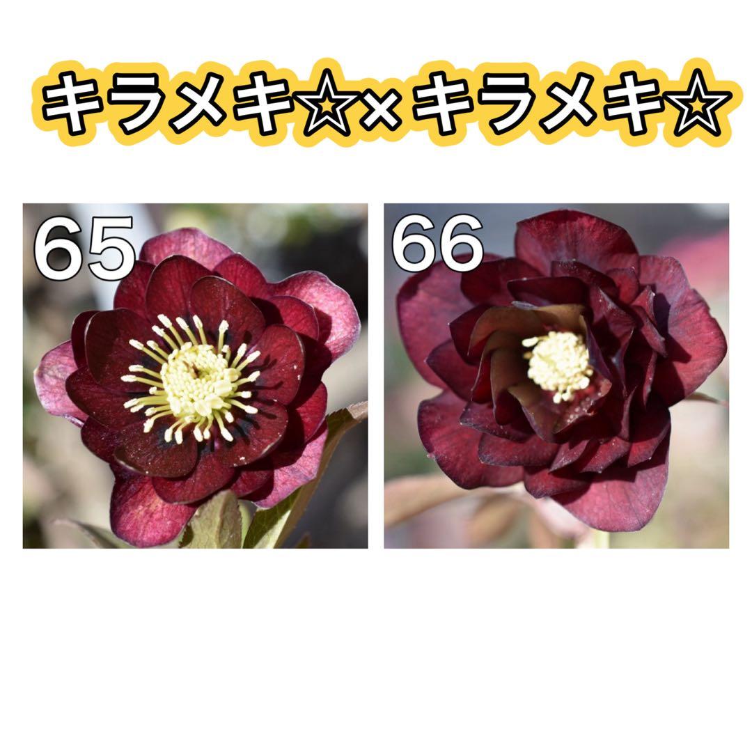 キラメキ⭐︎マロンレッド×キラメキ⭐︎チョコレート★クリスマスローズ苗