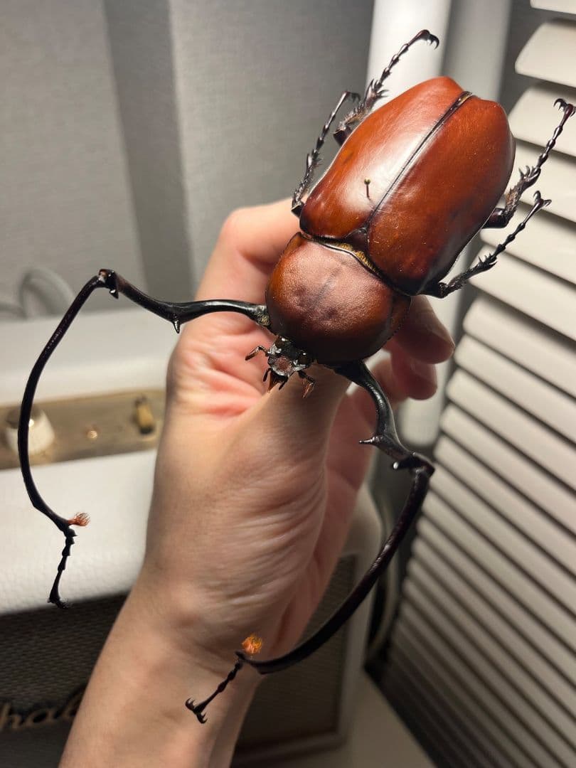 【超特大】セラムドウナガテナガコガネ テナガカミキリ昆虫標本 甲虫 タランチュラ