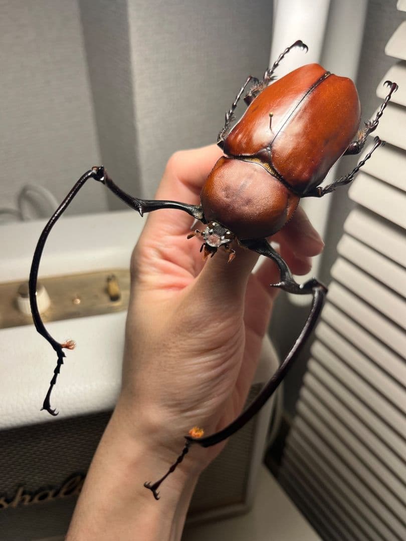 【超特大】セラムドウナガテナガコガネ テナガカミキリ昆虫標本 甲虫 タランチュラ