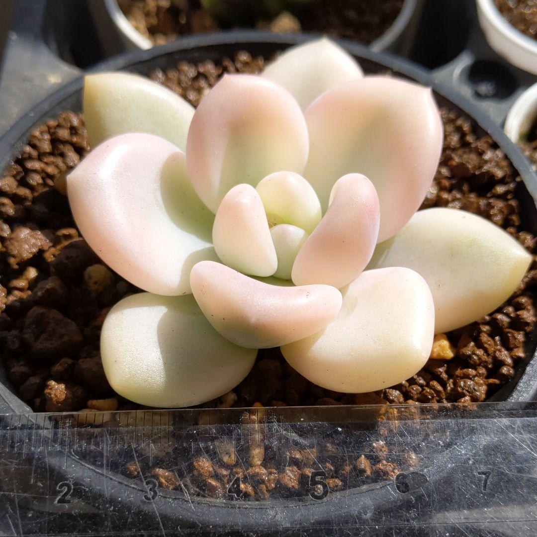 ♥桜空ちゃん専用♥　丸葉アリエールホワイトニングピンク斑入り