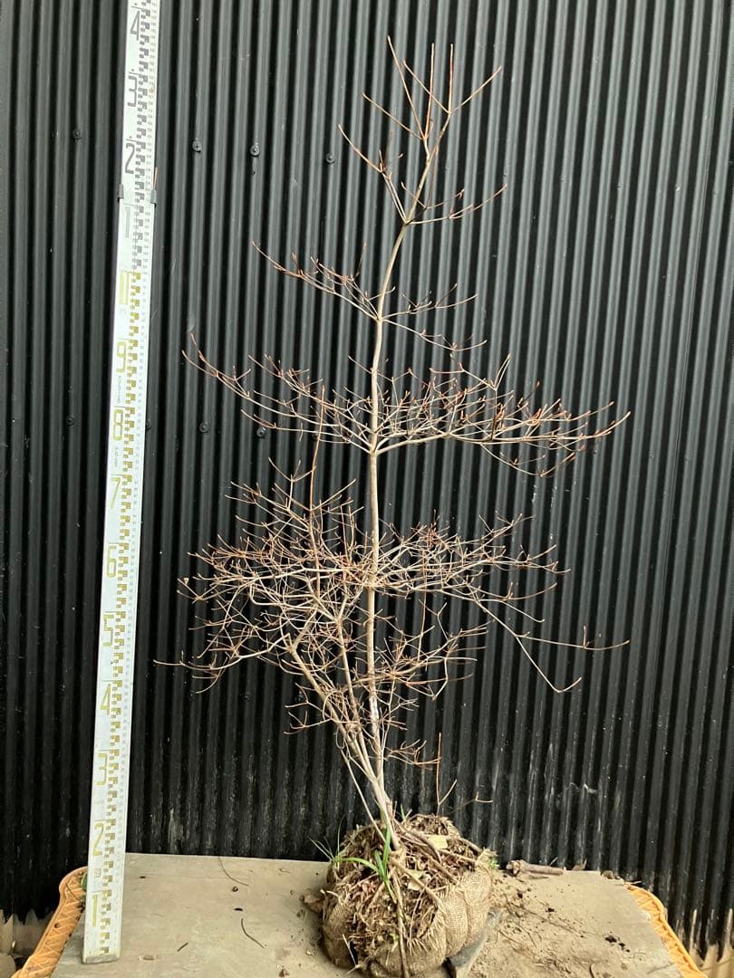 山採り　ドウダンツツジ　t