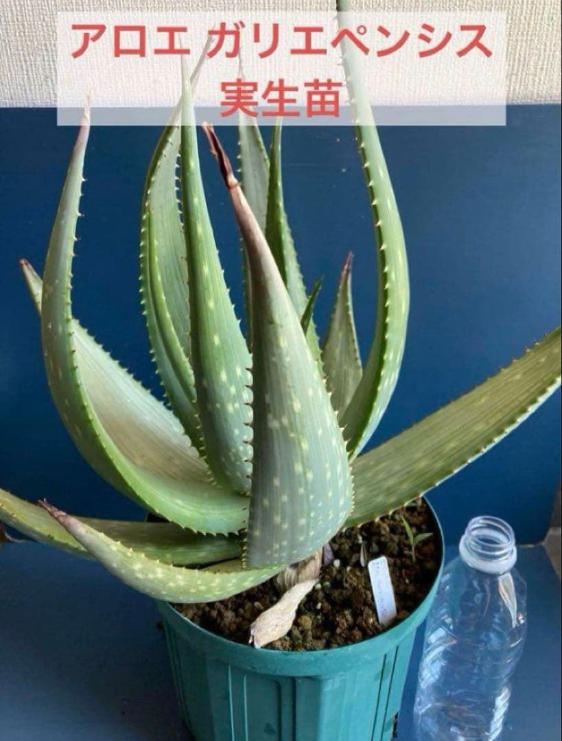 アロエ ガリエペンシス ガリエベンシス 実生苗 Aloe gariepensis
