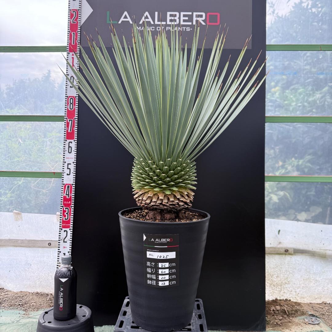【AL1025】ユッカ　ロストラータ　シルバーブルー個体　超極太