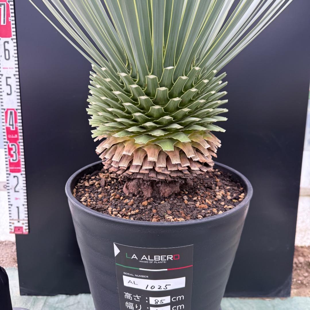 【AL1025】ユッカ　ロストラータ　シルバーブルー個体　超極太