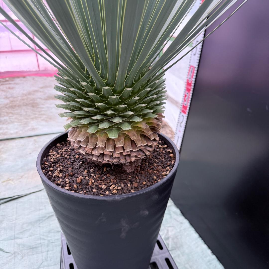 【AL1025】ユッカ　ロストラータ　シルバーブルー個体　超極太