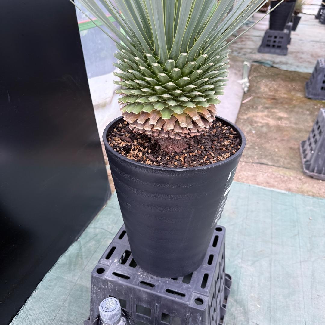 【AL1025】ユッカ　ロストラータ　シルバーブルー個体　超極太