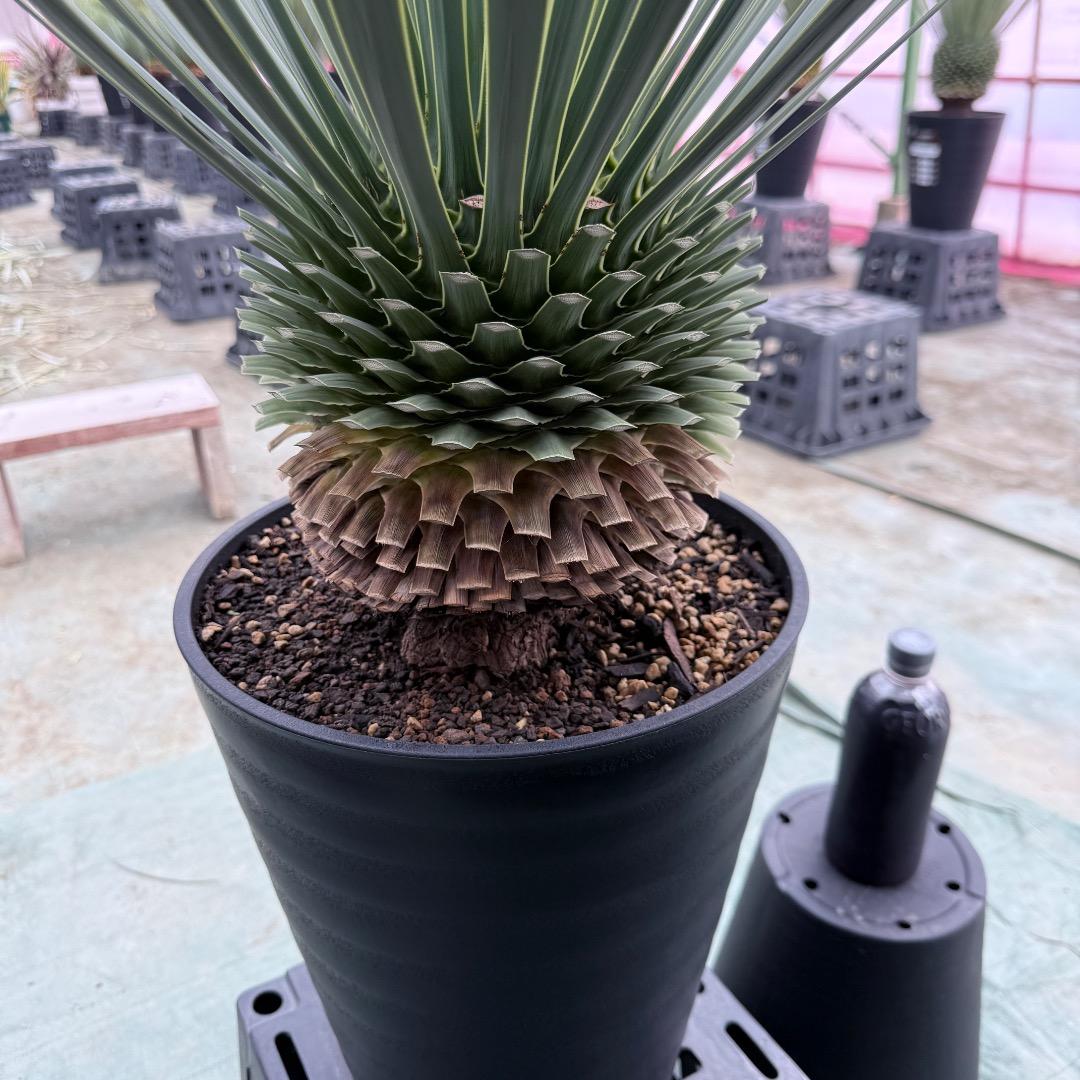 【AL1025】ユッカ　ロストラータ　シルバーブルー個体　超極太