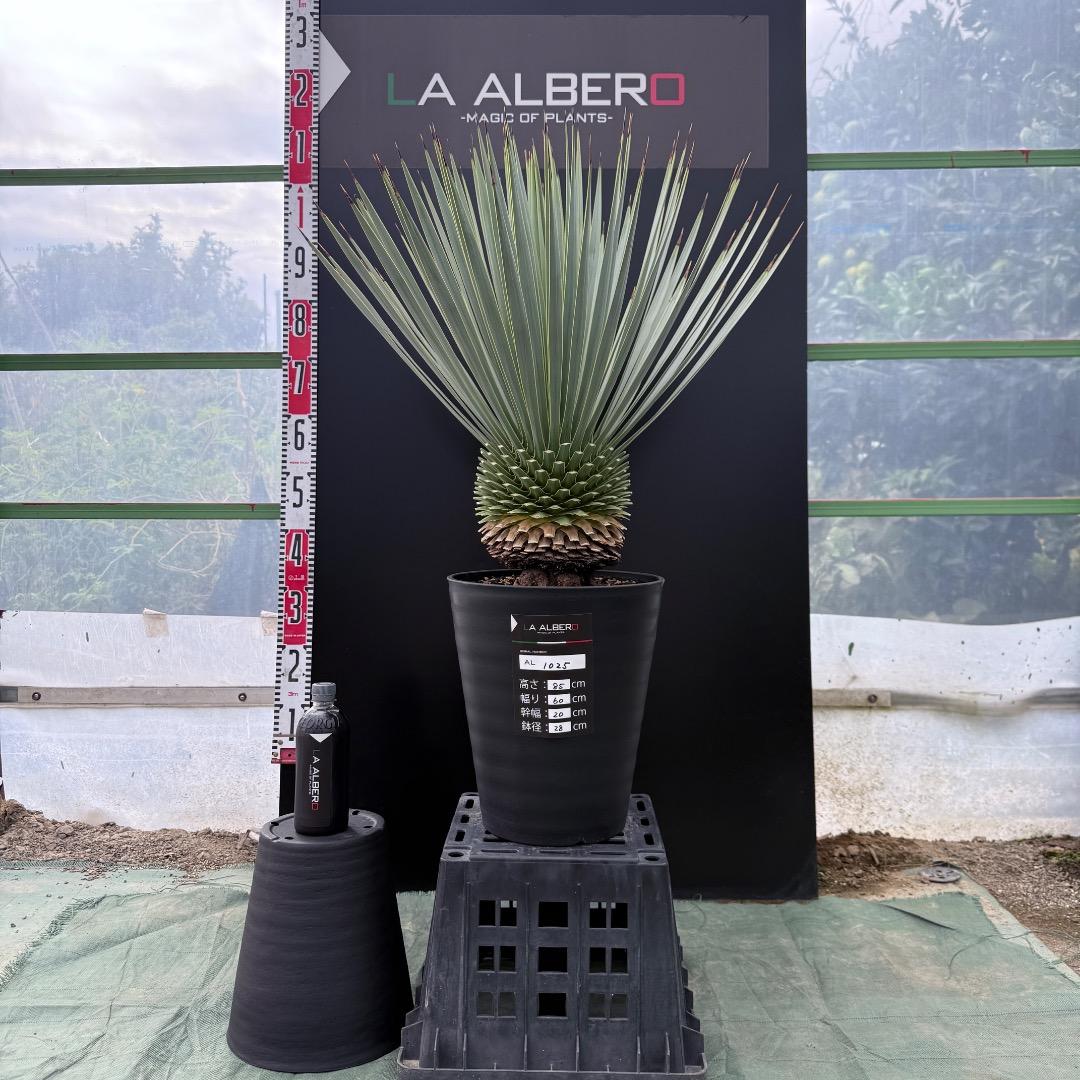 【AL1025】ユッカ　ロストラータ　シルバーブルー個体　超極太