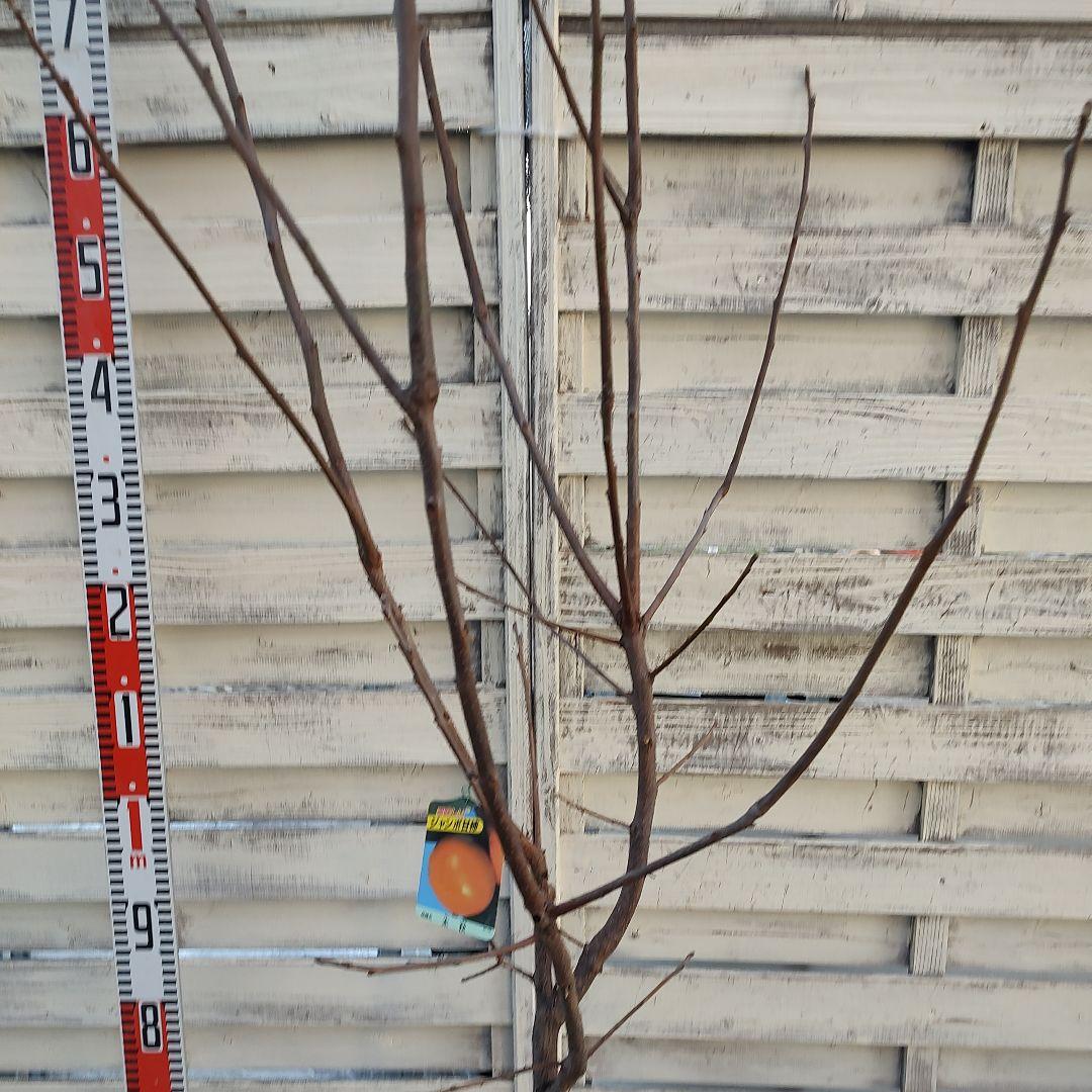 ドットさま専用 太秋柿 3年生 苗木