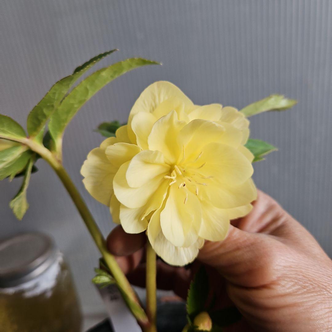 ㉖-429クリスマスローズ